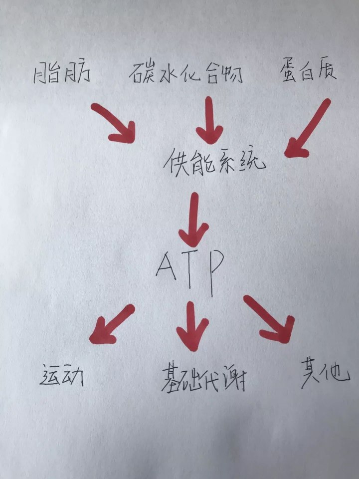 運動(dòng)30分鐘后才開(kāi)始消耗脂肪……是真是假？